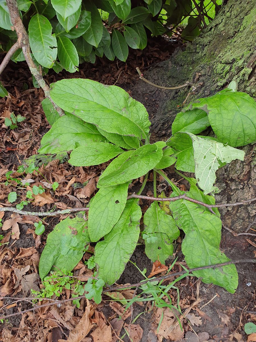 Pentaglottis sempervirens (door Hanneke Waller)