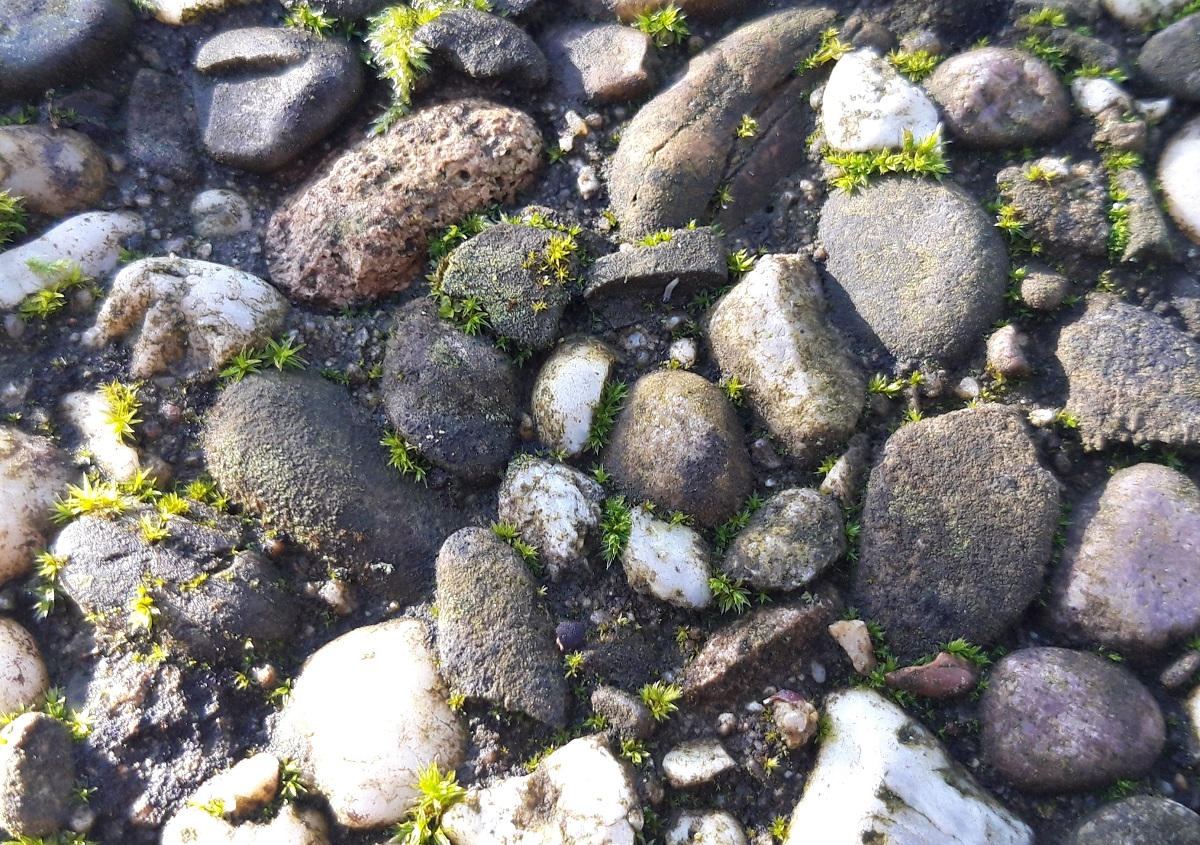 Porina chlorotica (door Rik Vinke)