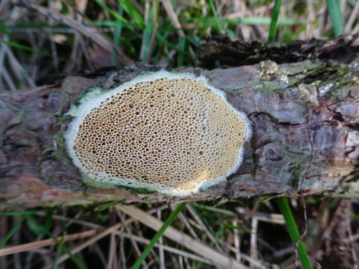 Diplomitoporus flavescens (door Peter Hauwert)