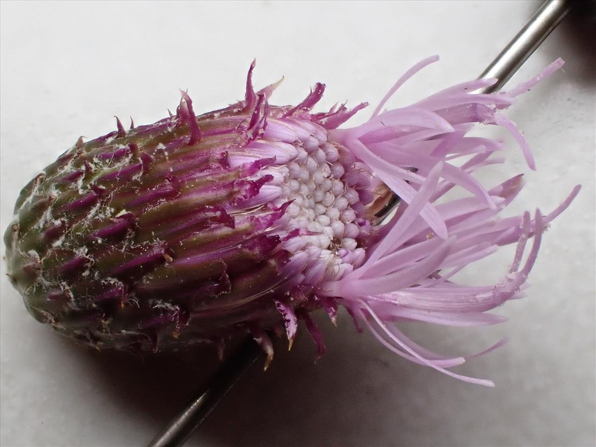 Cirsium arvense (door Simon Pepping)