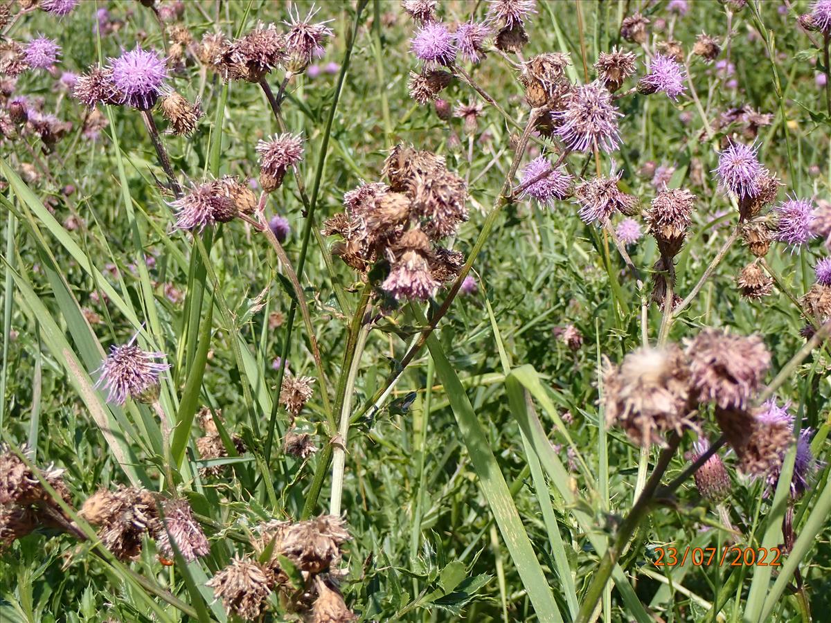 Cirsium arvense (door Simon Pepping)