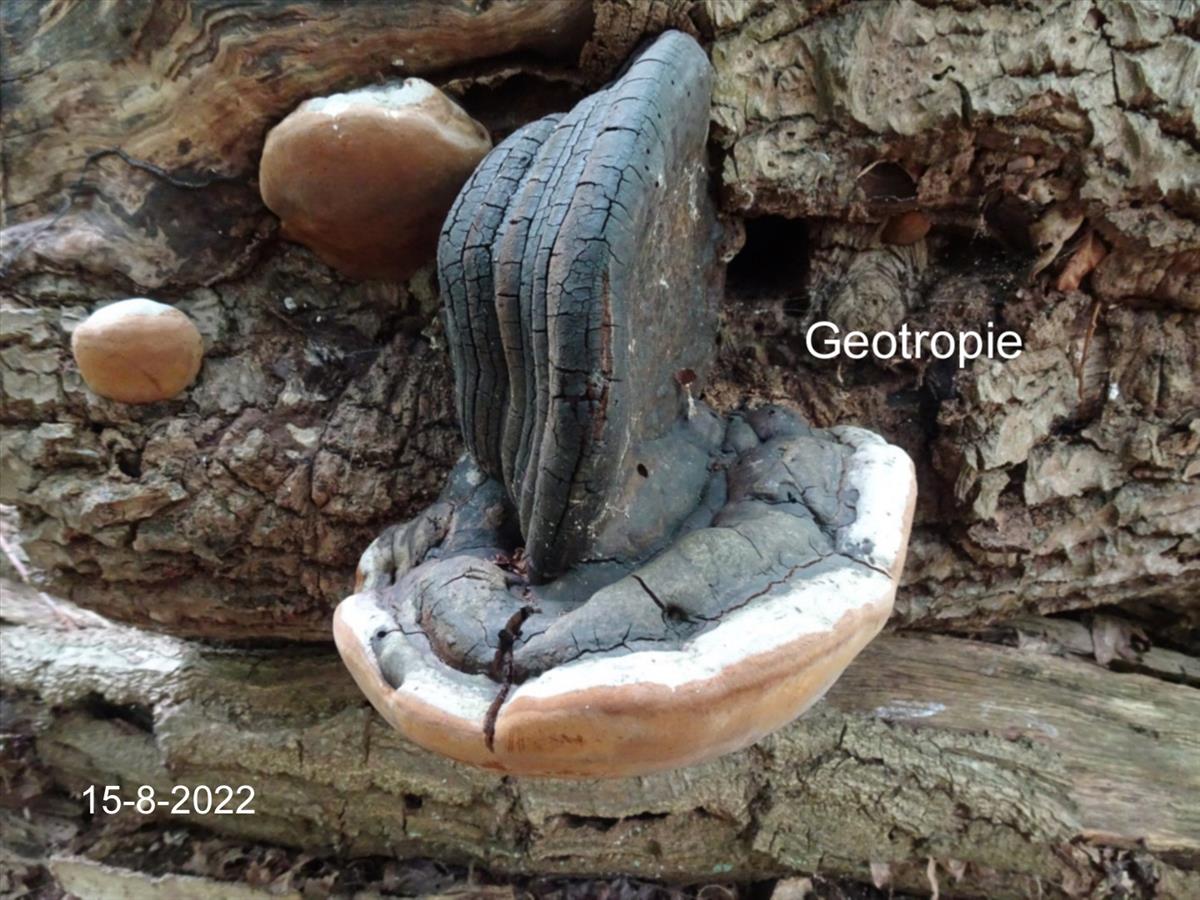 Phellinus populicola (door Peter Hauwert)