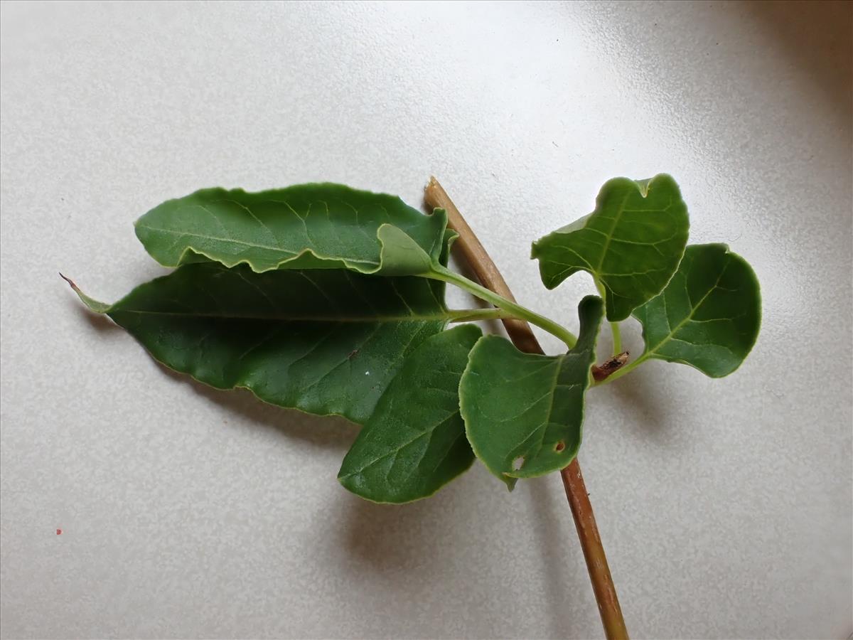 Fallopia baldschuanica (door Simon Pepping)