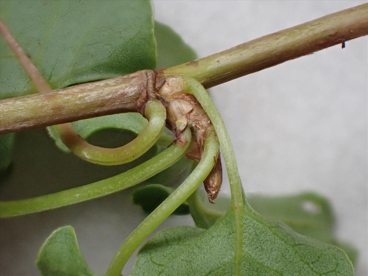 Fallopia baldschuanica (door Simon Pepping)