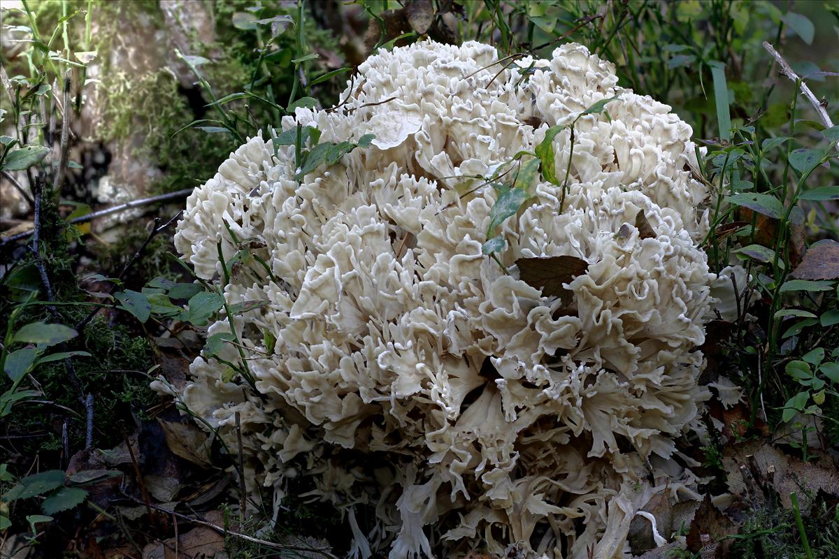 Sparassis minoensis (door Alex Konig)