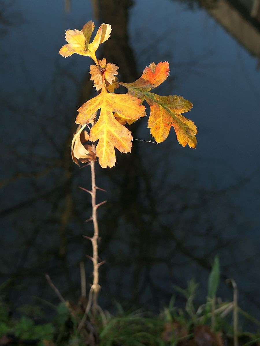 Crataegus monogyna (door Hanneke Waller)