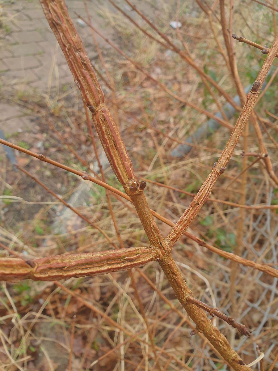 Acer campestre (door Hanneke Waller)