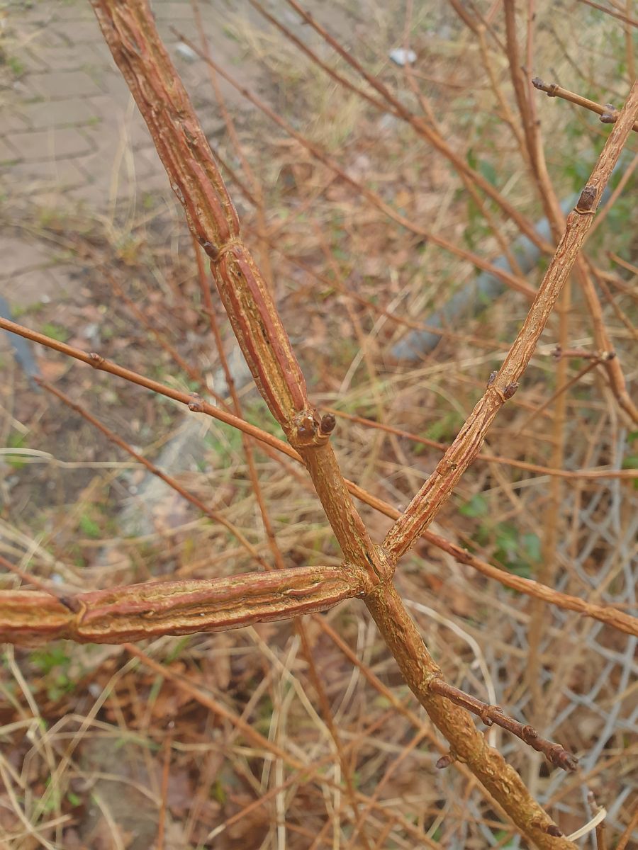 Acer campestre (door Hanneke Waller)