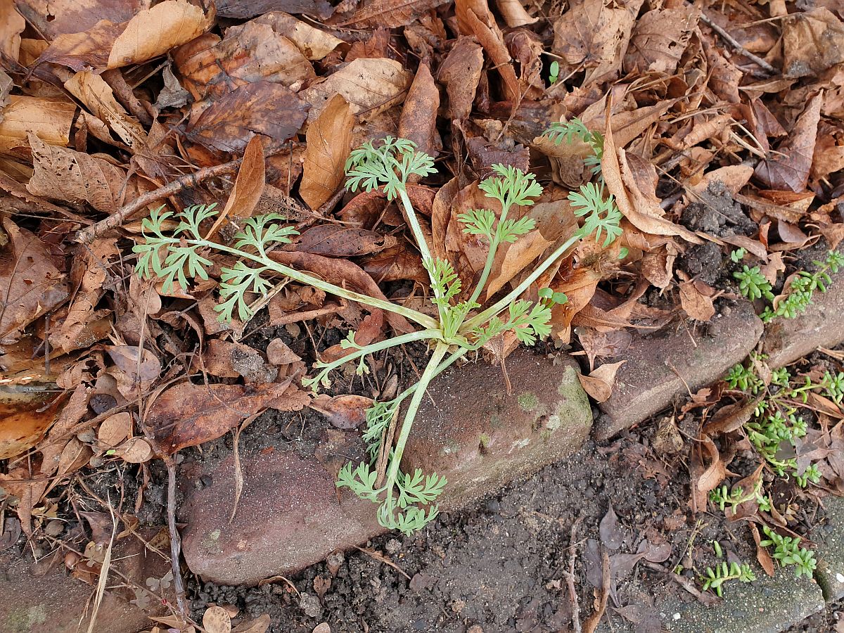 Eschscholzia californica (door Hanneke Waller)