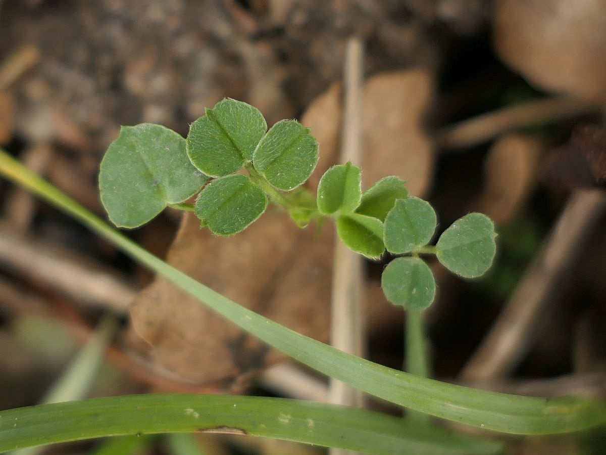 Medicago lupulina (door Hanneke Waller)