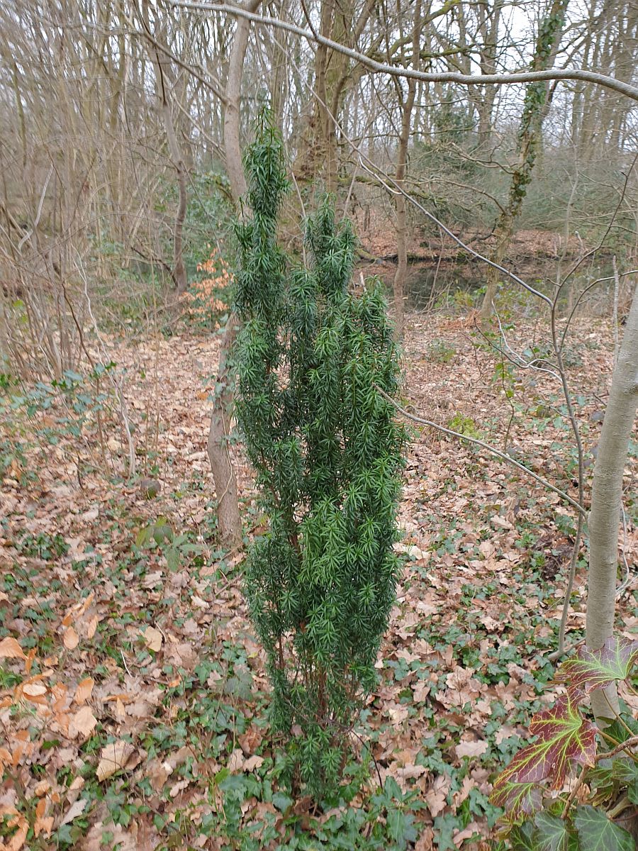 Taxus baccata (door Hanneke Waller)