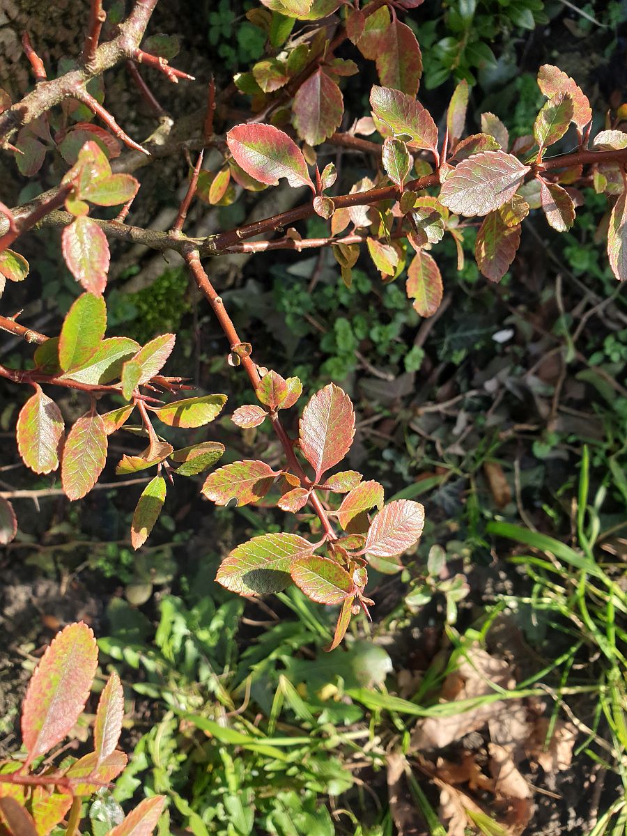 Pyracantha coccinea (door Hanneke Waller)