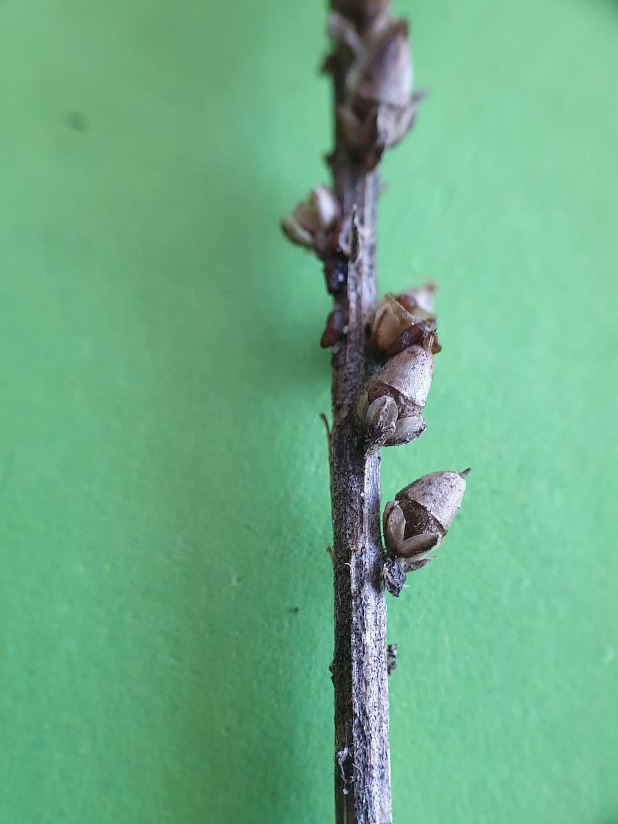 Plantago major subsp. major (door Hanneke Waller)