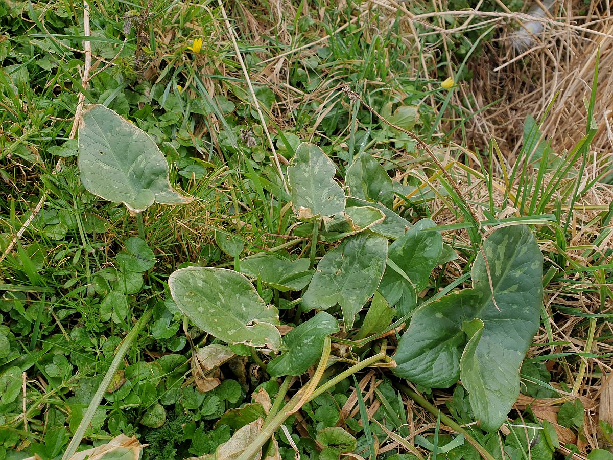 Arum concinnatum (door Hanneke Waller)