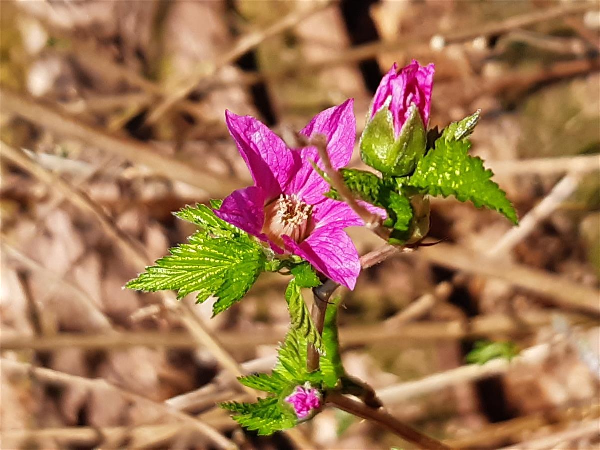 Rubus spectabilis (door Anneke Drost)