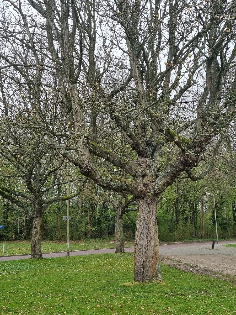 Aesculus hippocastanum (door Hanneke Waller)