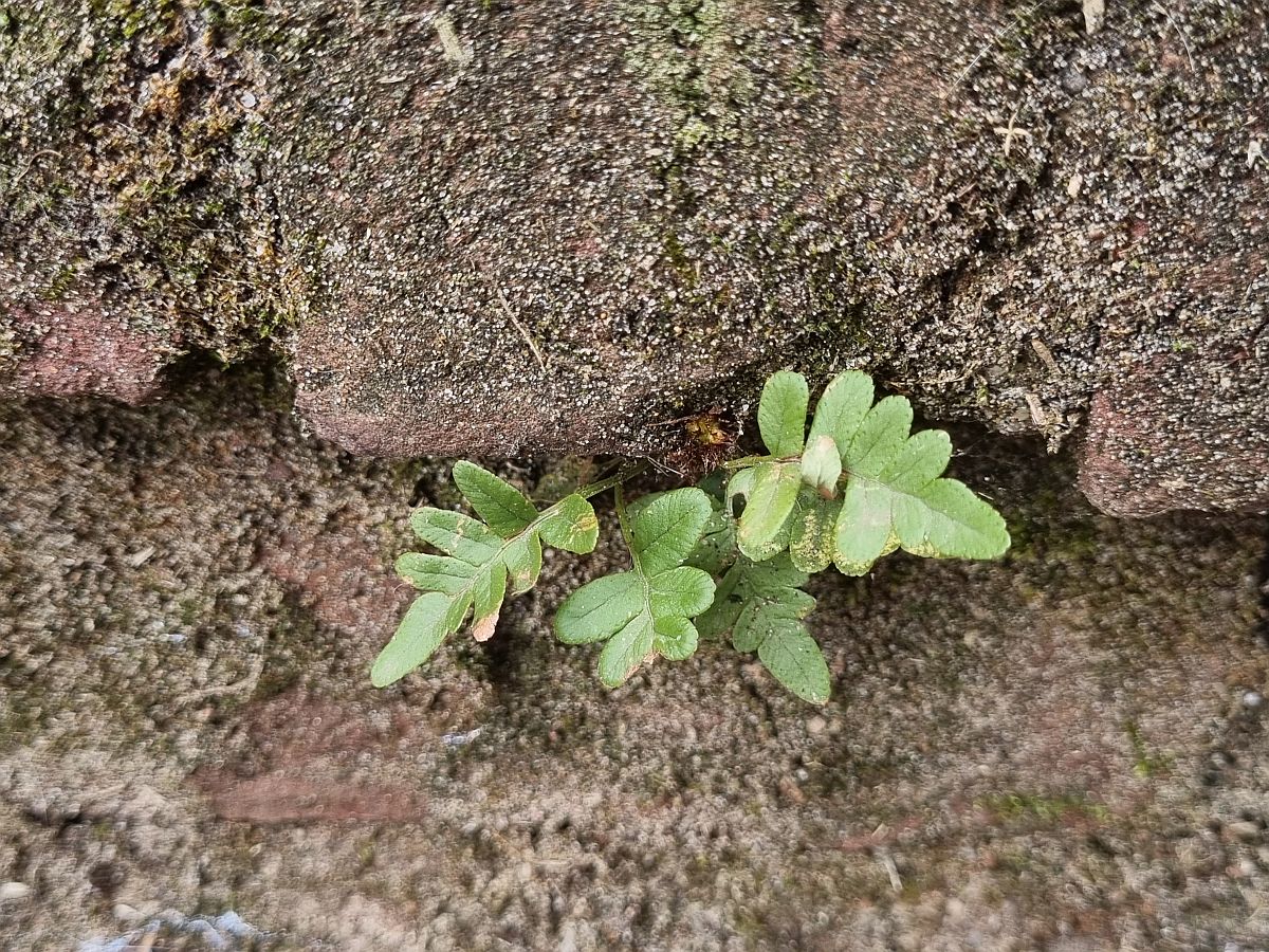 Polypodium vulgare / interjectum (door Hanneke Waller)