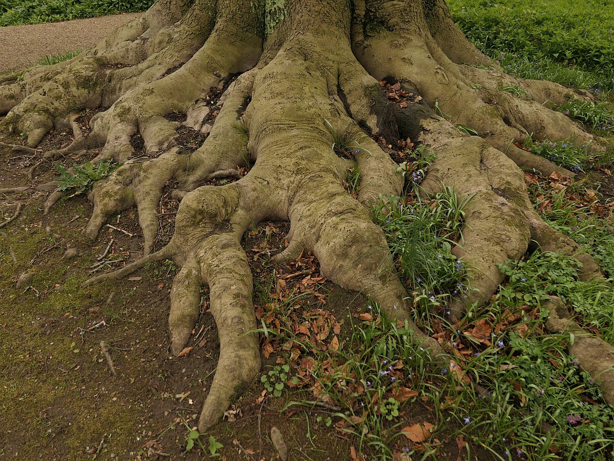 Fagus sylvatica (door Hanneke Waller)