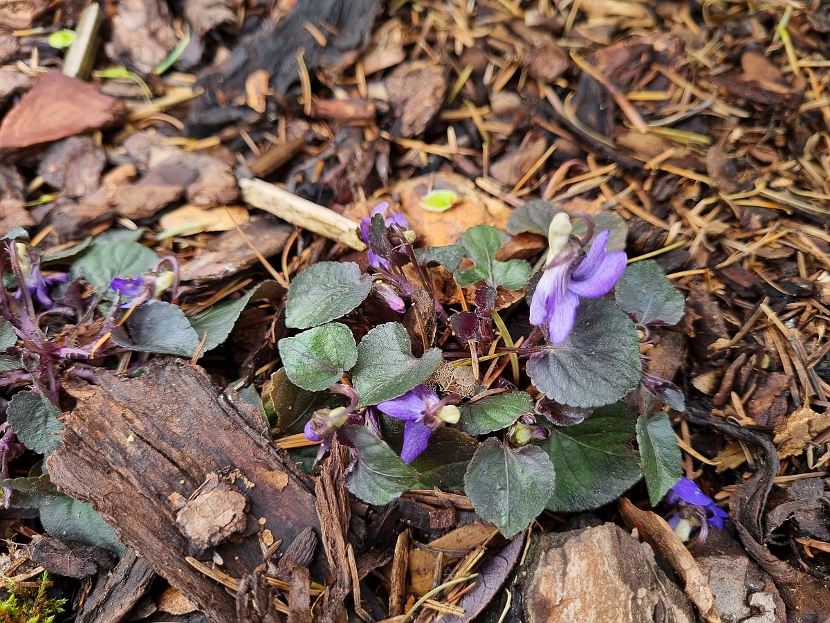 Viola riviniana 'Purpurea' (door Hanneke Waller)