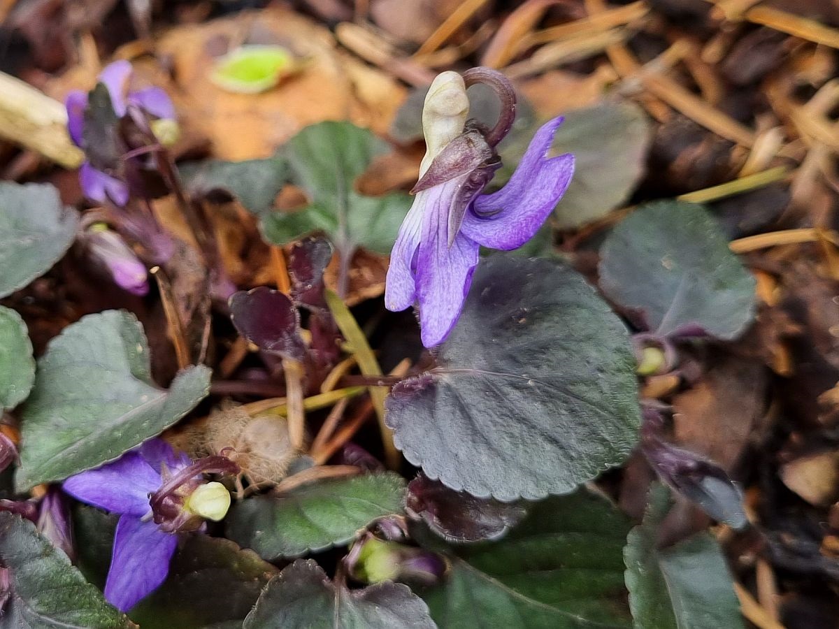 Viola riviniana 'Purpurea' (door Hanneke Waller)