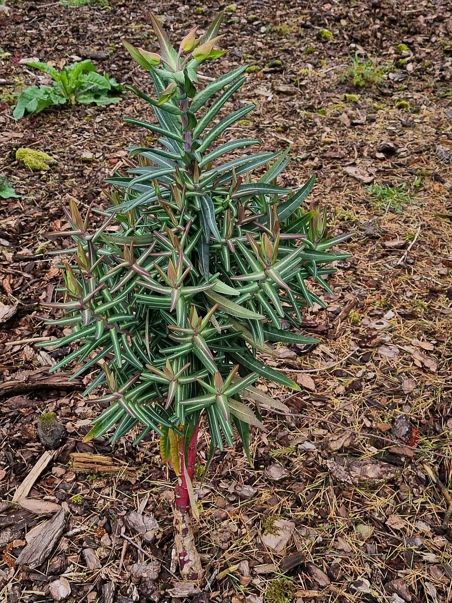 Euphorbia lathyris (door Hanneke Waller)