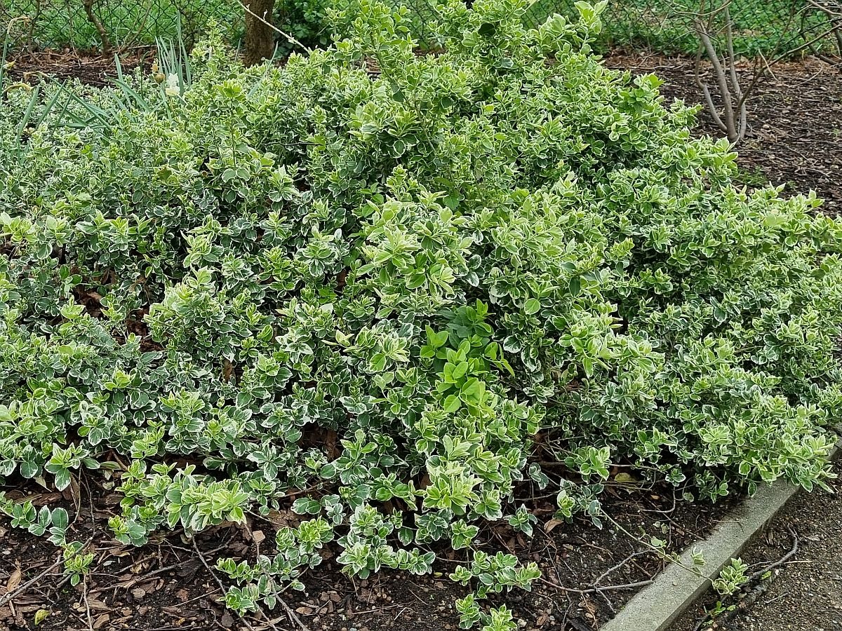 Euonymus fortunei (door Hanneke Waller)