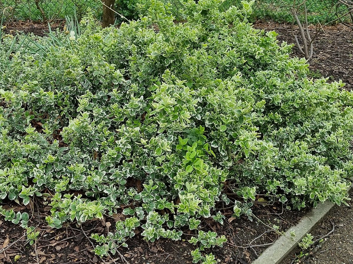 Euonymus fortunei (door Hanneke Waller)