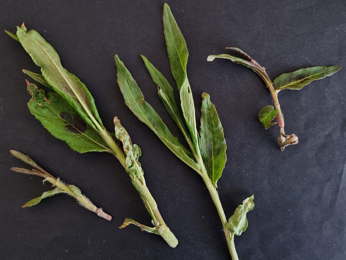 Persicaria amphibia (door Hanneke Waller)