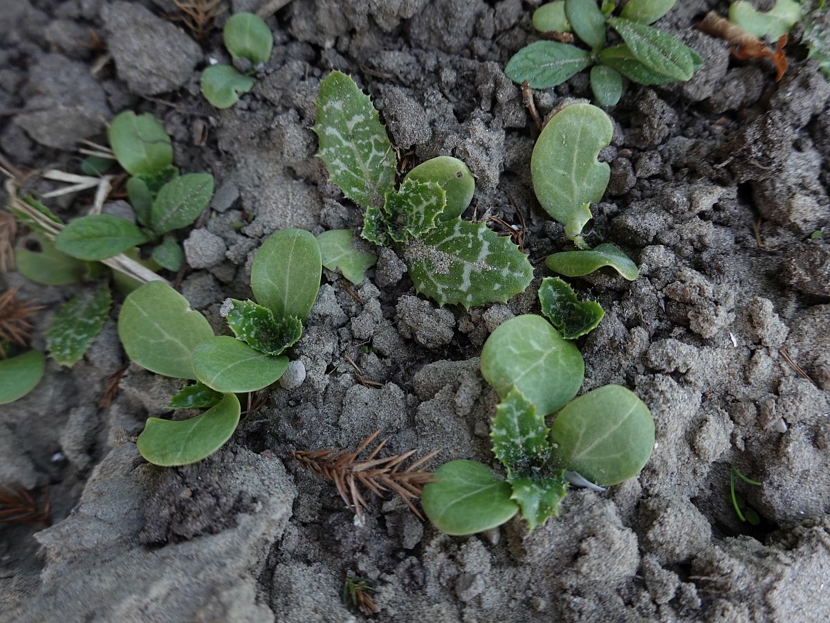 Silybum marianum (door Hanneke Waller)