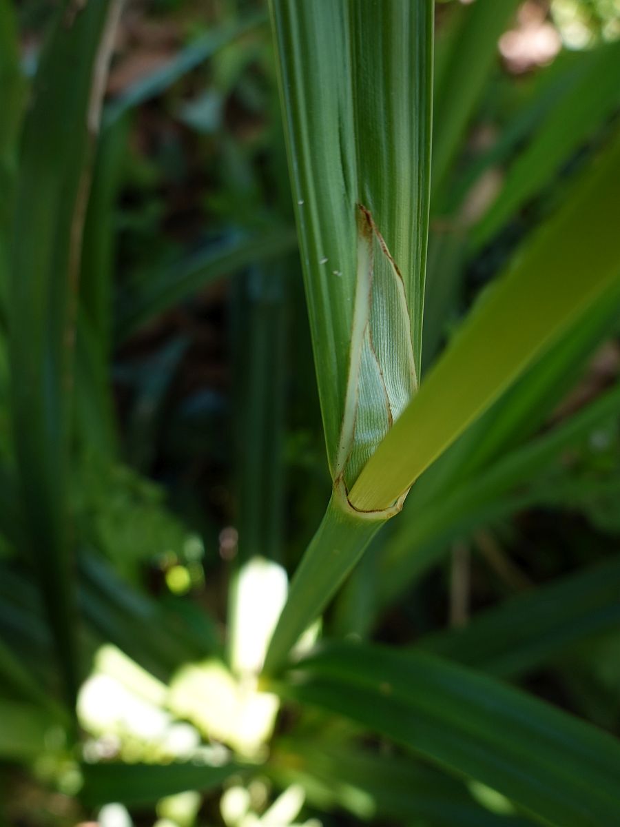 Carex pendula (door Hanneke Waller)