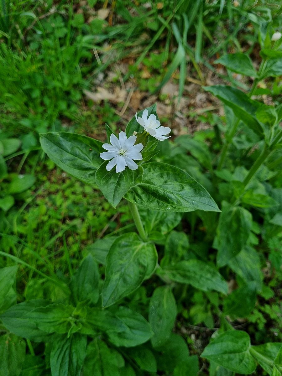 Silene dioica (door Hanneke Waller)