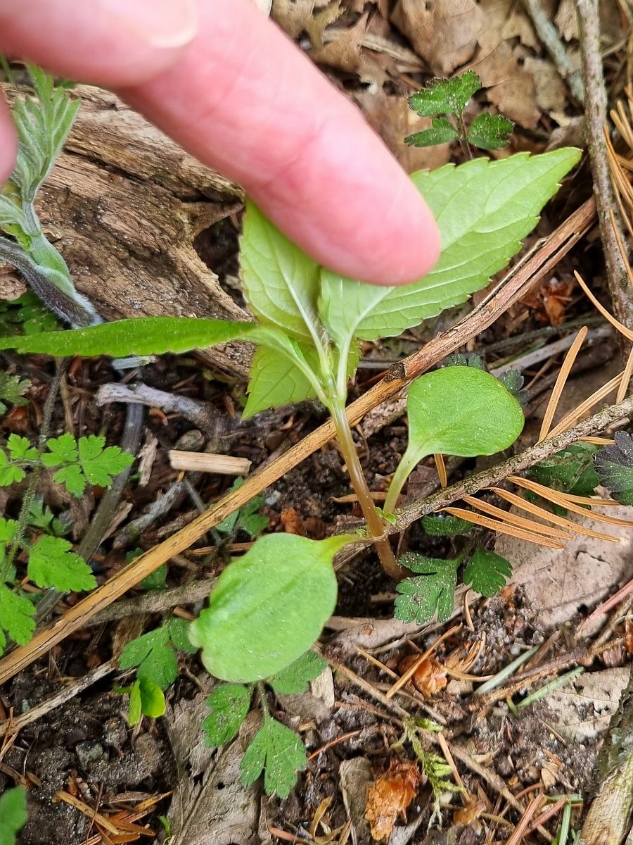 Impatiens parviflora (door Hanneke Waller)