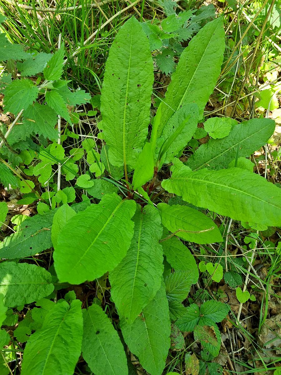 Rumex sanguineus (door Hanneke Waller)