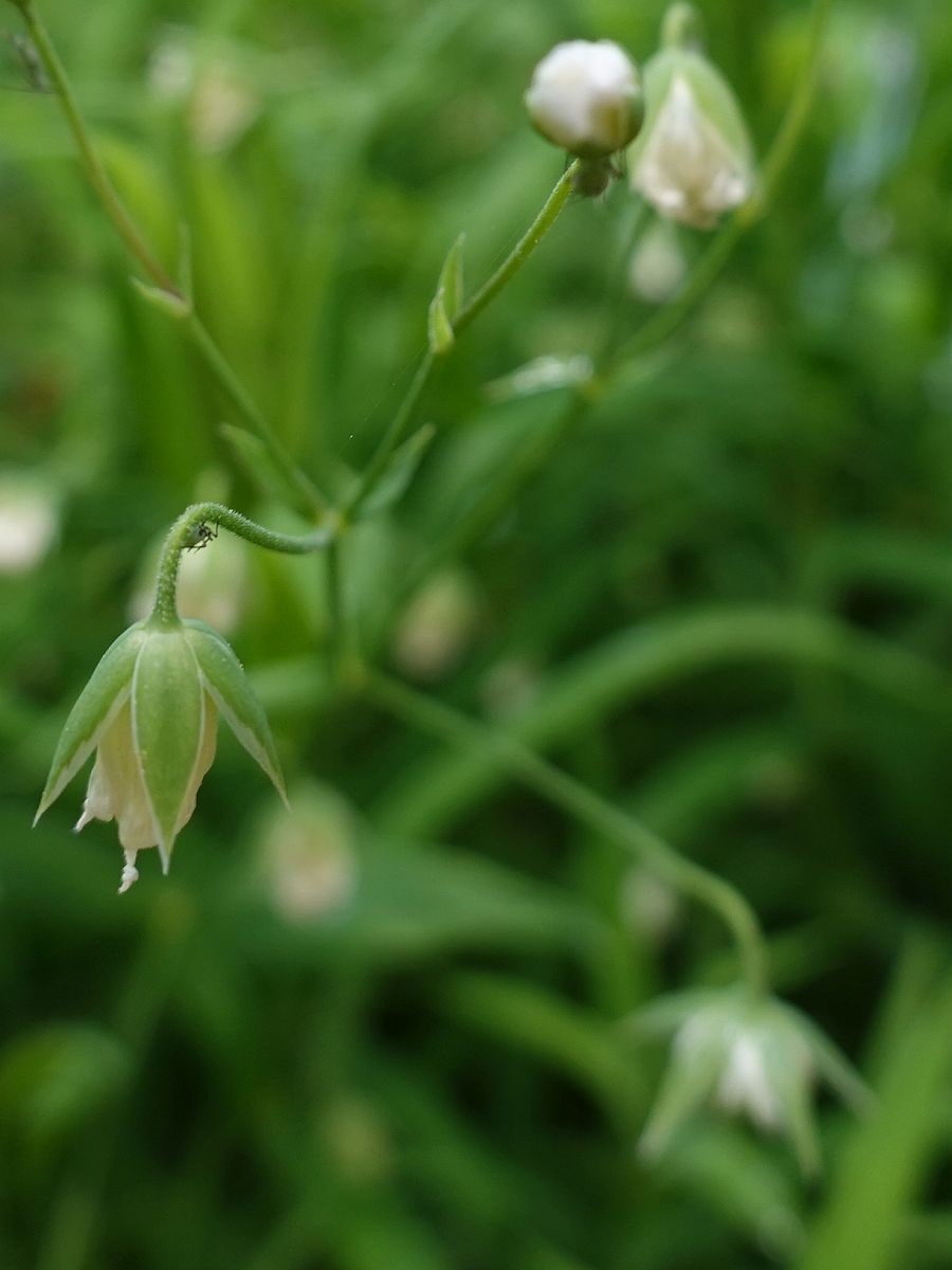 Stellaria holostea (door Hanneke Waller)