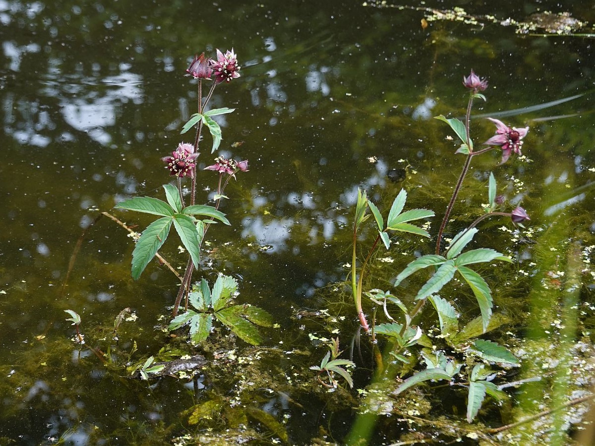 Comarum palustre (door Hanneke Waller)