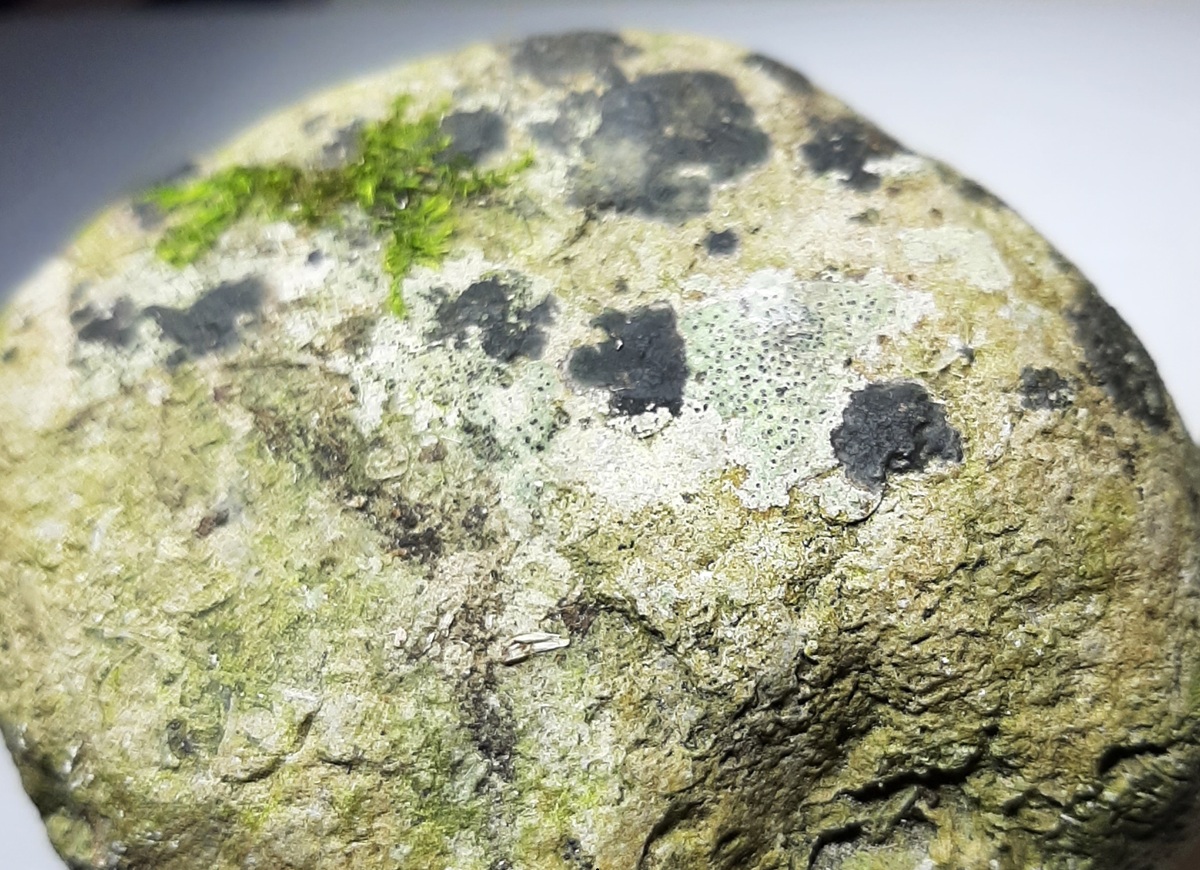 Hydropunctaria oceanica (door Guido Berger)