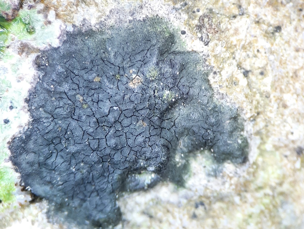 Hydropunctaria oceanica (door Guido Berger)