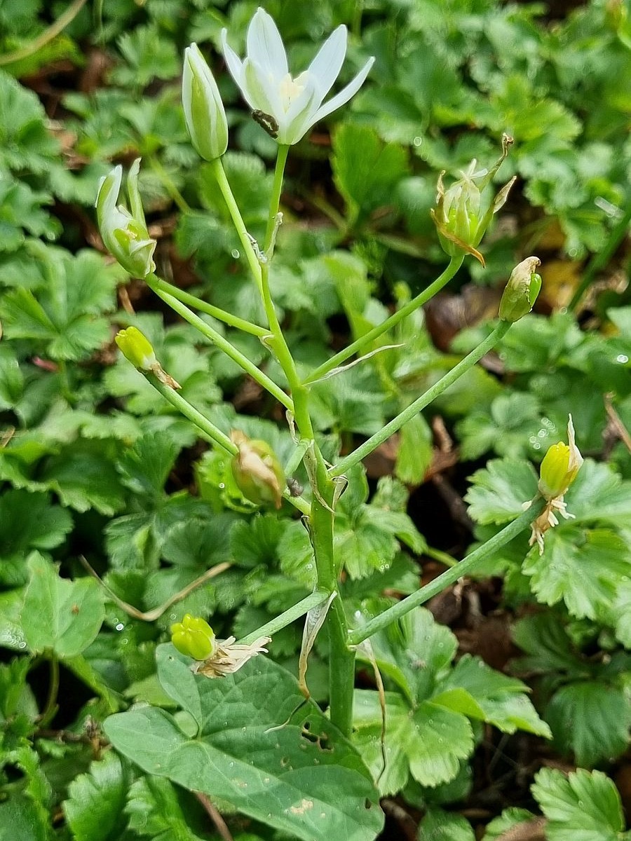 Ornithogalum umbellatum (door Hanneke Waller)