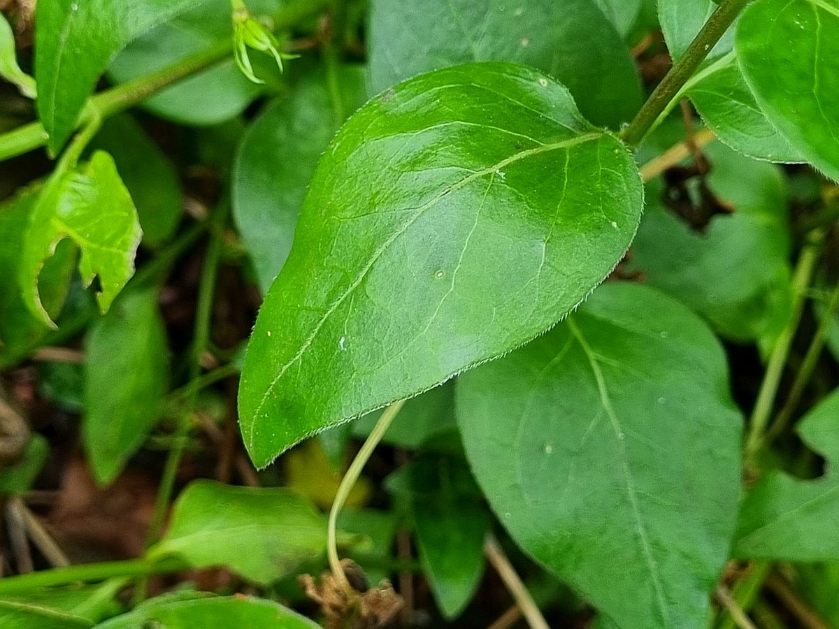 Vinca major (door Hanneke Waller)