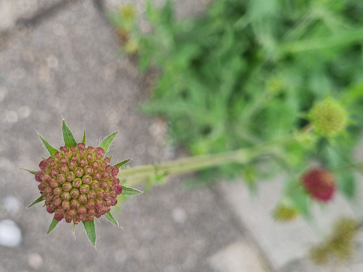 Knautia macedonica (door Hanneke Waller)