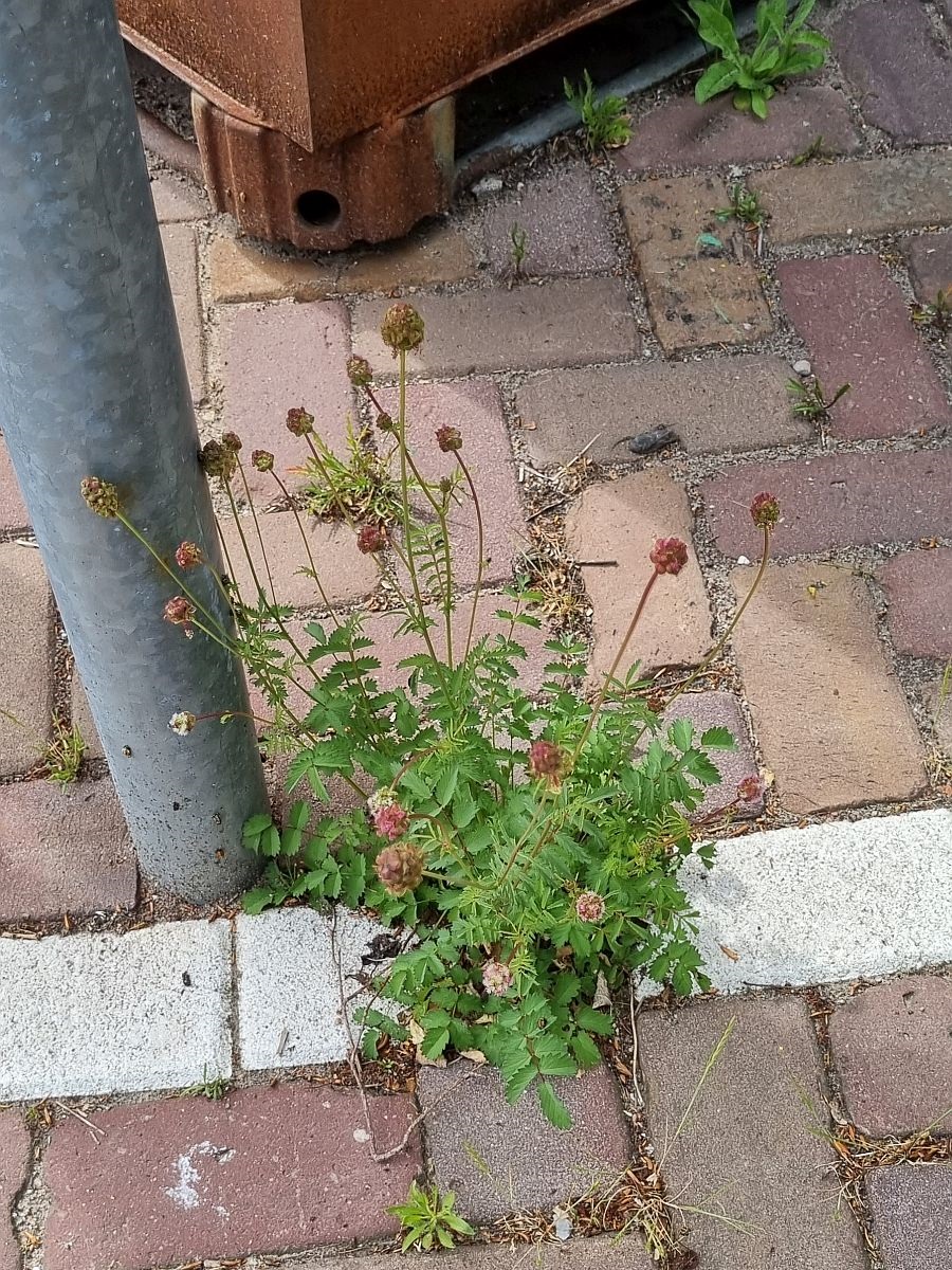 Poterium sanguisorba subsp. balearicum (door Hanneke Waller)