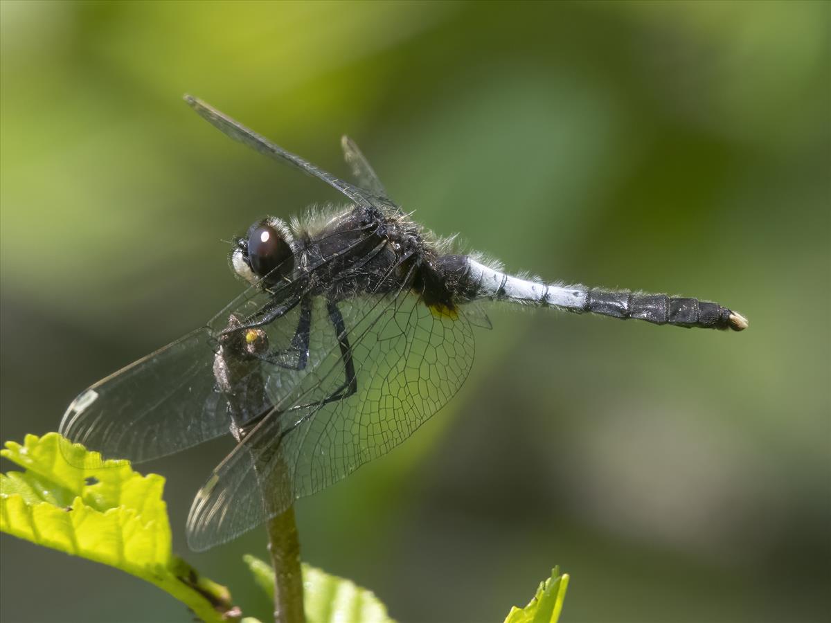 Leucorrhinia caudalis (door André den Ouden)