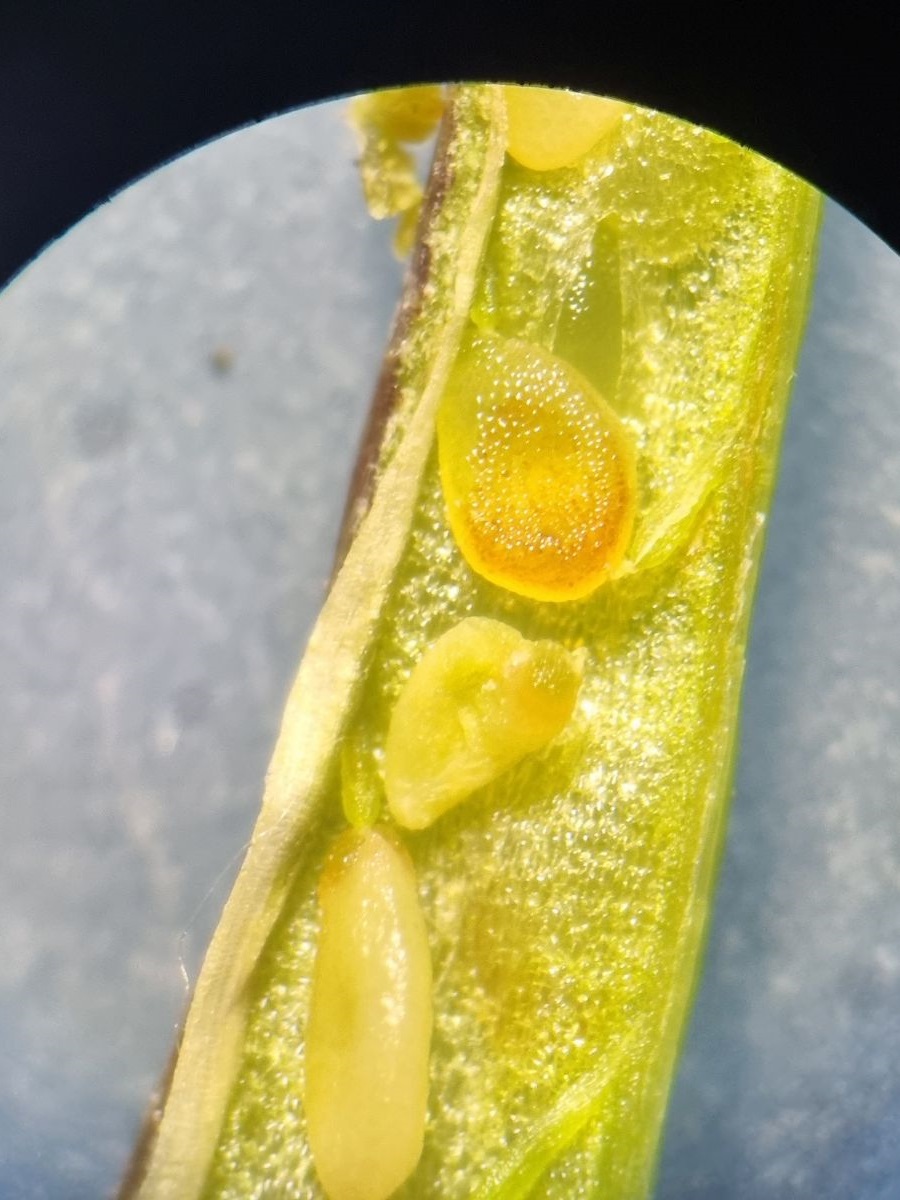 Nasturtium microphyllum (door Hanneke Waller)