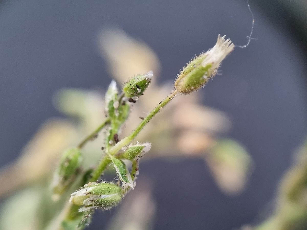 Cerastium glutinosum (door Hanneke Waller)