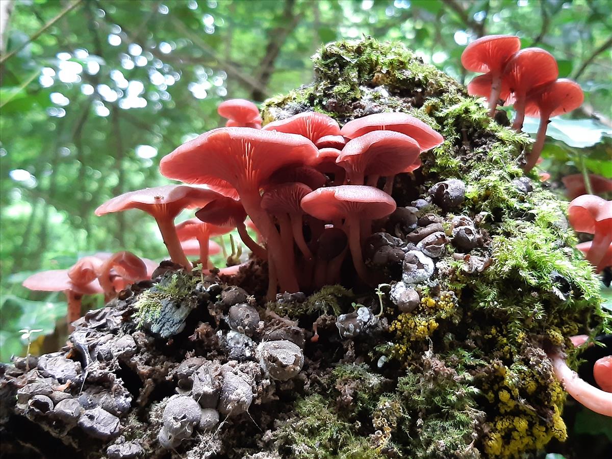 Omphalina discorosea (door Alex Konig)