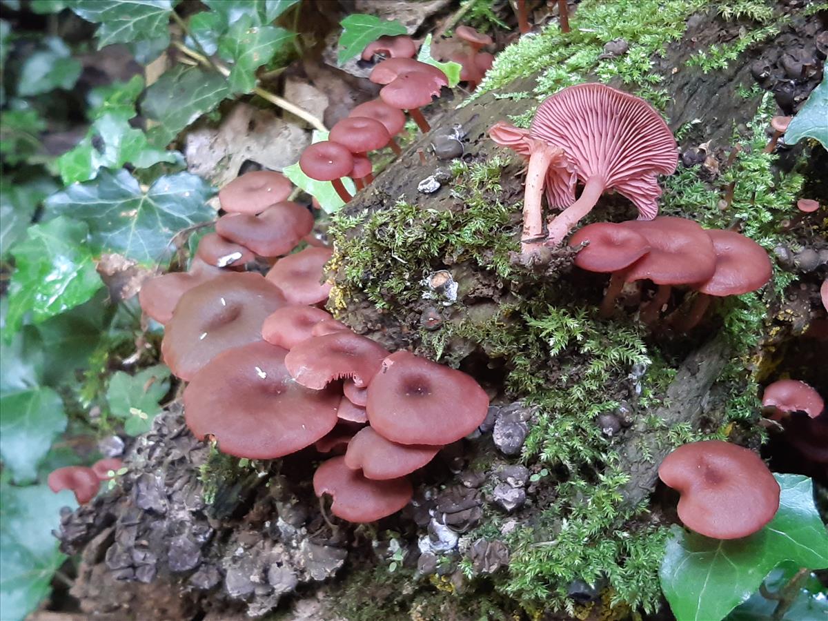 Omphalina discorosea (door Alex Konig)