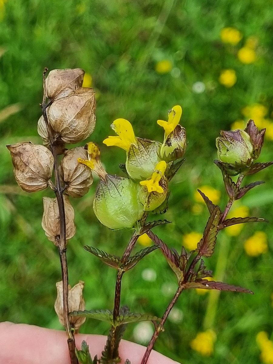 Rhinanthus minor (door Hanneke Waller)