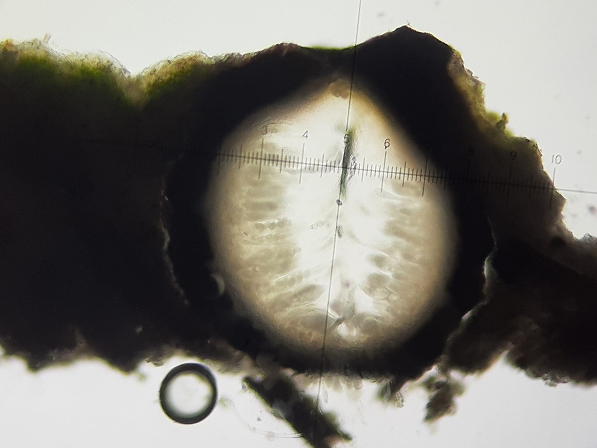 Verrucaria foveolata (door Guido Berger)