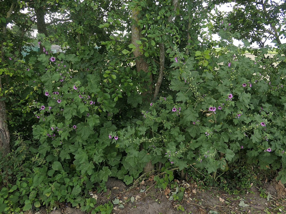 Malva arborea (door Hanneke Waller)