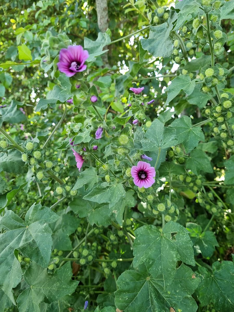 Malva arborea (door Hanneke Waller)